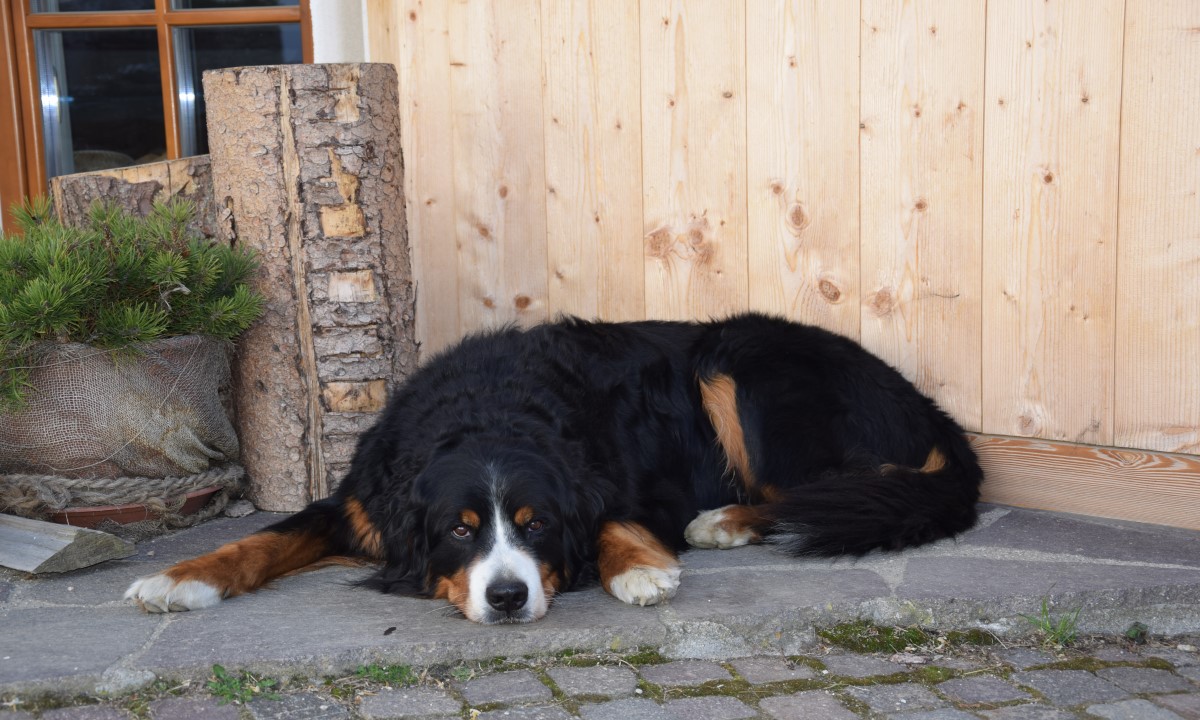 Ingo, the farmyard dog at the Kirchwieserhof