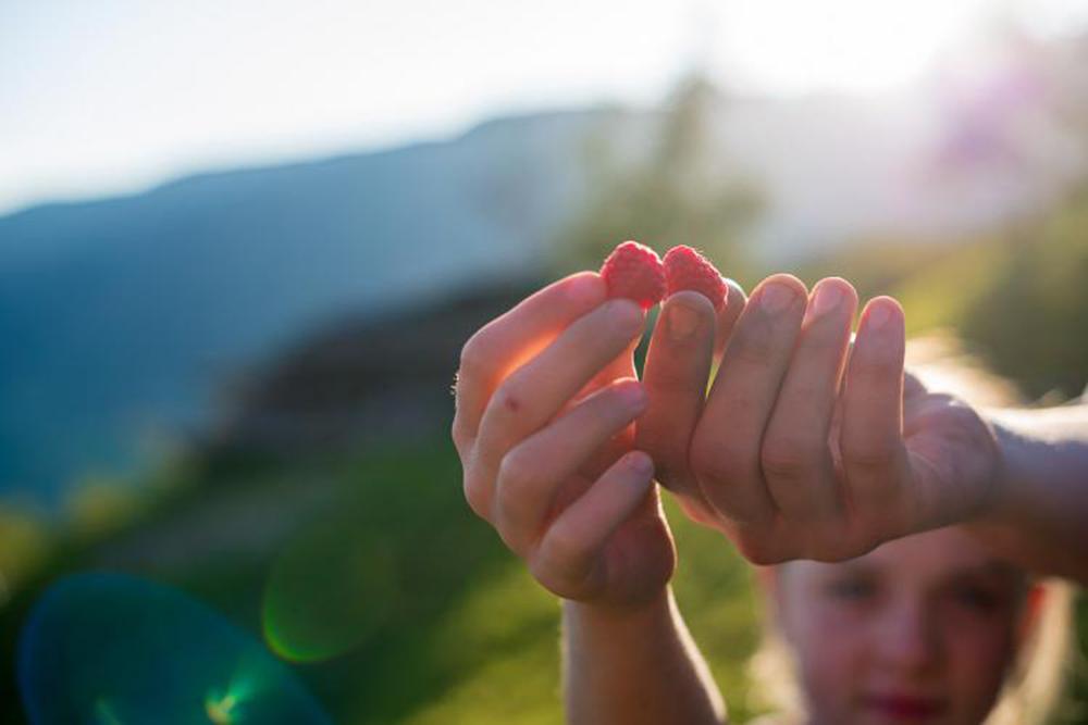 Frisch geerntete Himbeeren in Lajen