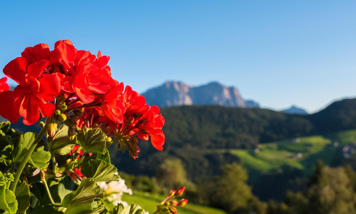 Estate nelle dolomiti