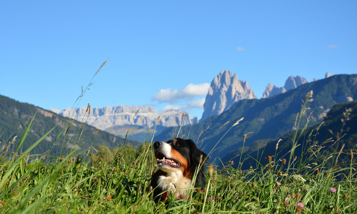 Hund genießt die Sommerfrische in Lajen